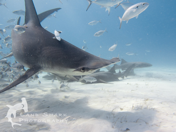 Bimini_170311_160743