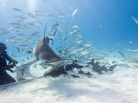 Bimini_170311_161011