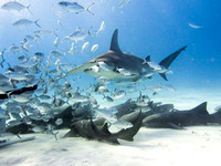 Bimini_170311_161356