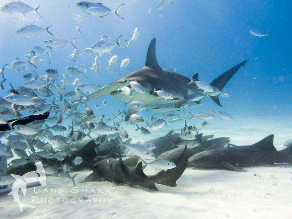 Bimini_170311_161356