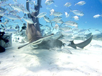 Bimini_170311_161738