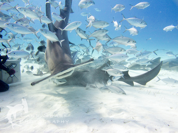 Bimini_170311_161738