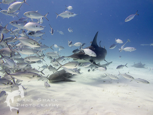 Top Of The Food Chain