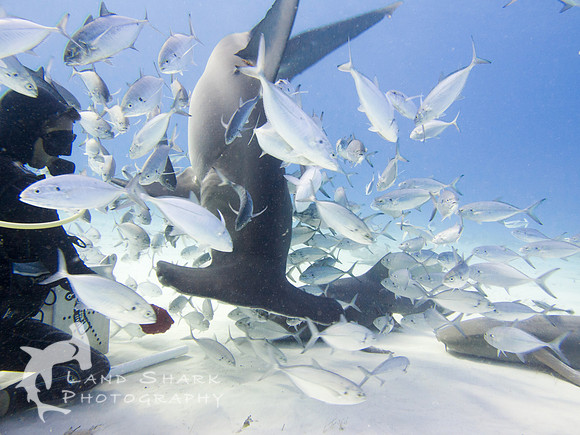 Bimini_170311_163437