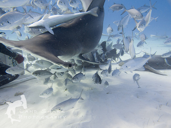 Bimini_170311_163438