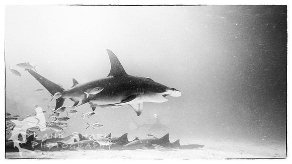 Top Of The Food Chain