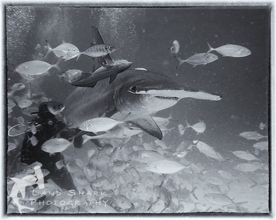 Top Of The Food Chain