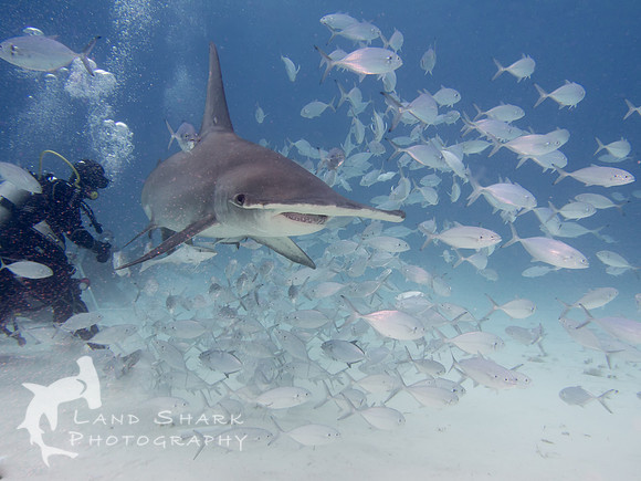 Top Of The Food Chain