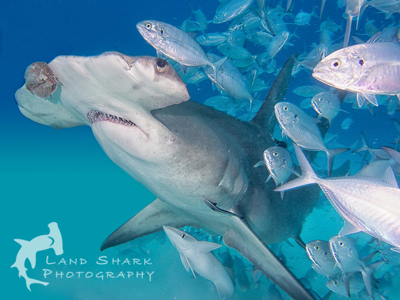 Top Of The Food Chain