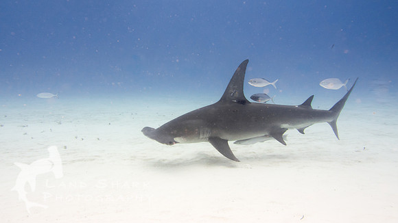 Bimini_170312_132636