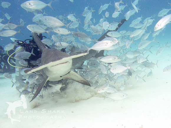 Top Of The Food Chain