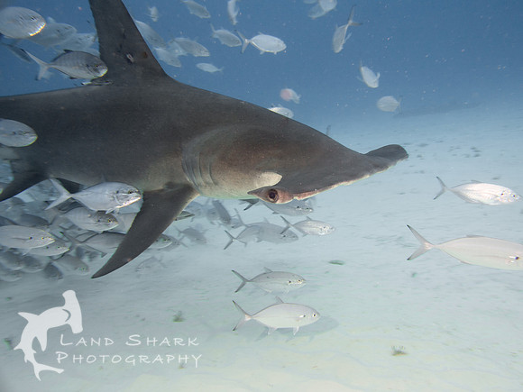 Top Of The Food Chain