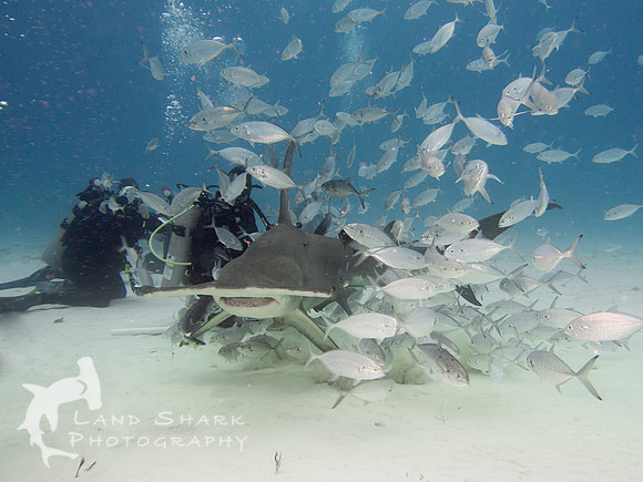 Top Of The Food Chain