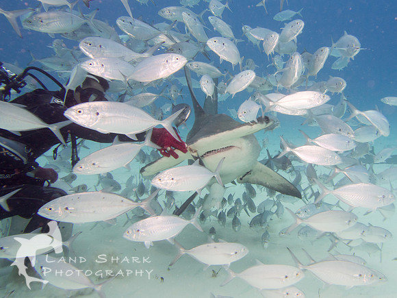 Bimini_170312_135328