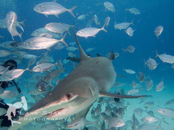 Bimini_170312_135329