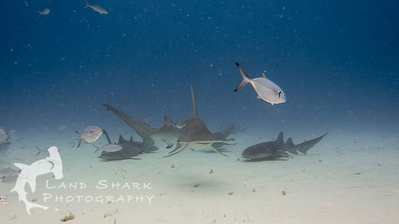 Bimini_170312_140048