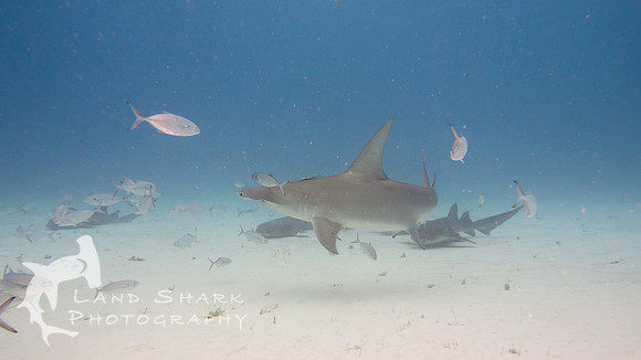 Bimini_170312_140051