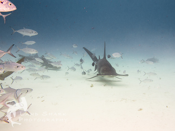 Bimini_170312_140734