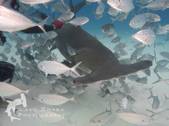 Bimini_170312_140940