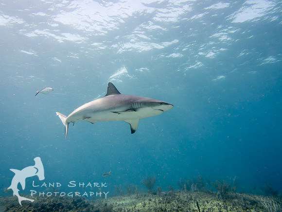 Bimini_170313_105933