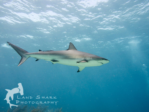 Bimini_170313_105935