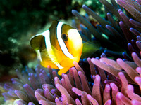 Dumaguete, Philippines