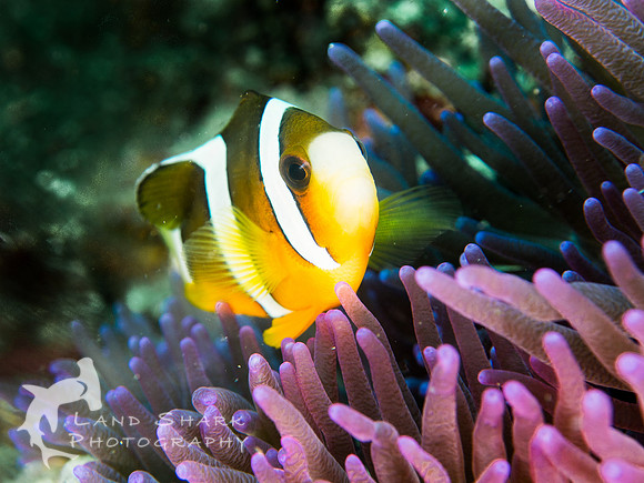 Anemone Fish, Dumaguete, Philippines