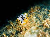 Flatworm on sand, Dumaguete, Philippines