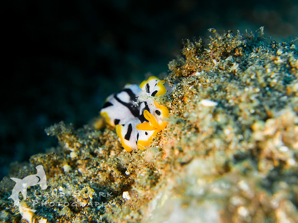 Flatworm on sand, Dumaguete, Philippines