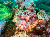 Scorpion fish on the reef, Dumaguete, Philippines