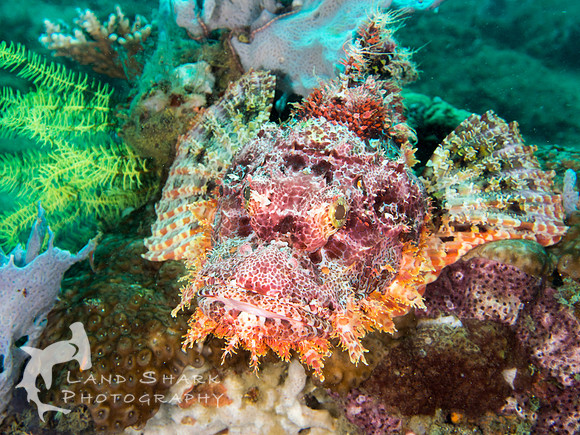 Scorpion fish on the reef, Dumaguete, Philippines