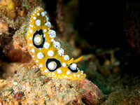 Nudibranch, Dumaguete, Philippines
