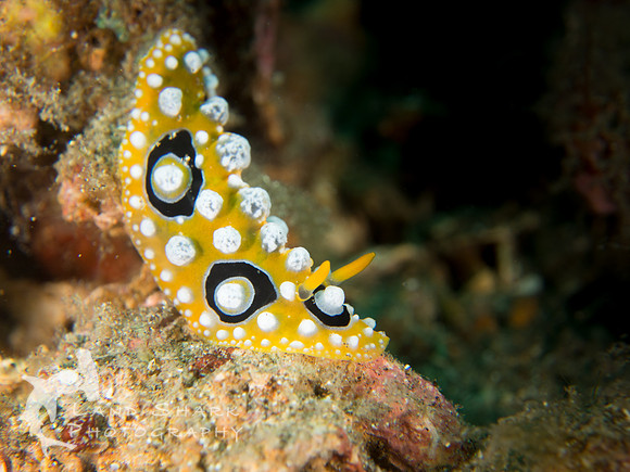 Nudibranch, Dumaguete, Philippines