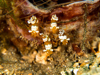 Party of four: Squat Anemone Shrimp, Dumaguete Philippines