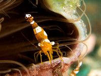 Balcony Seat: Squat Anemone Shrimp, Dumaguete, Philippines