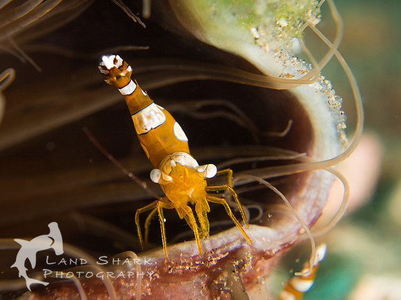 Balcony Seat: Squat Anemone Shrimp, Dumaguete, Philippines