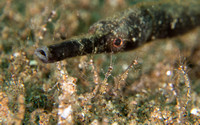 Tiny Army: Skeleton Shrimp with Stick Pipefish, Dumaguete, Philippines