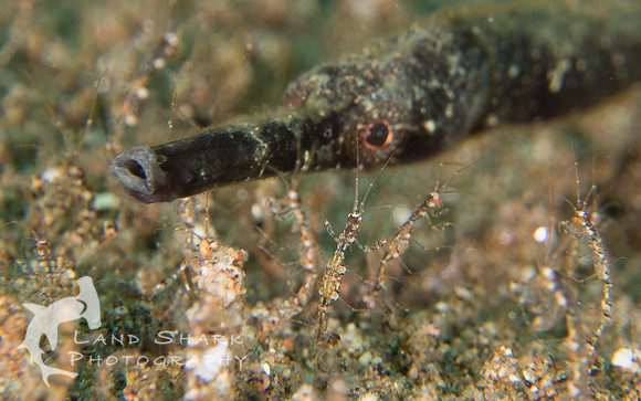 Tiny Army: Skeleton Shrimp with Stick Pipefish, Dumaguete, Philippines