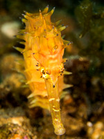 Shy guy: Estuary Seahorse, Dumaguete, Philippines