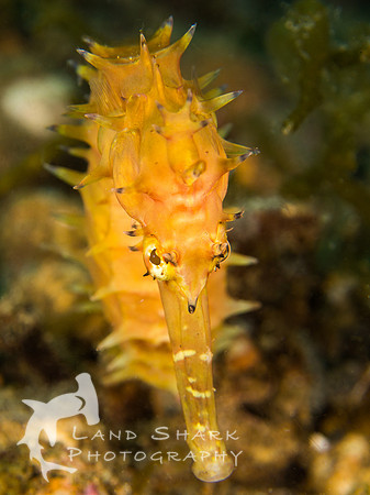 Shy guy: Estuary Seahorse, Dumaguete, Philippines