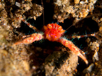 Bug Eyes: Bug-eyed Squat Lobster, Dumaguete, Philippines