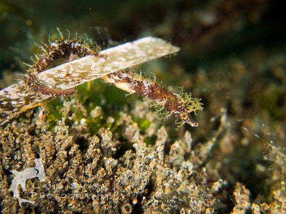 Pygmy Pipehorse, Dumaguete, Philippines