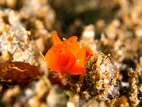 Mini Hunter: Juvenile Painted Frogfish, Dumaguete, Philippines