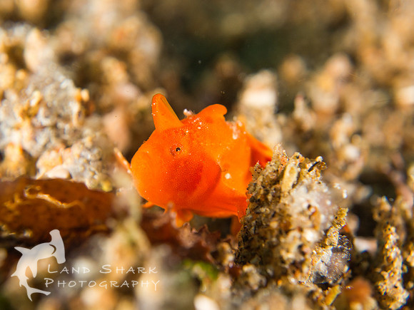 Mini Hunter: Juvenile Painted Frogfish, Dumaguete, Philippines