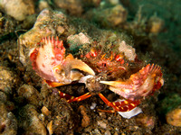 Feed Me: Horned Box Crab with his meal, Dumaguete, Philippines