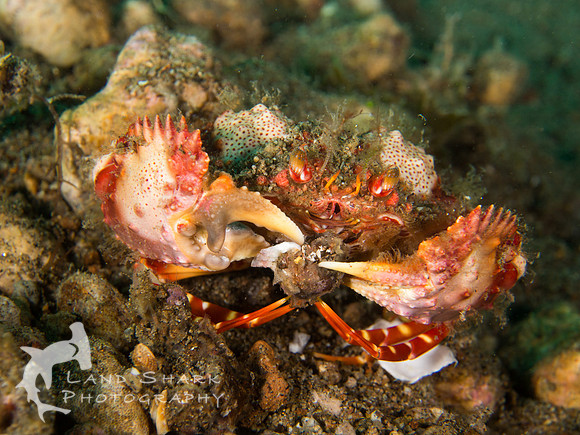 Feed Me: Horned Box Crab with his meal, Dumaguete, Philippines
