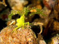 Nice Hat: Halimeda Crab, Dumaguete, Philippines