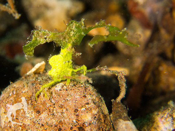 Nice Hat: Halimeda Crab, Dumaguete, Philippines