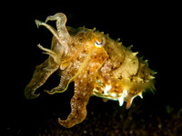 Fighting Stance: Broadclub Cuttlefish, Dumaguete, Philippines
