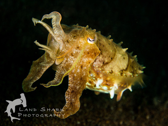 Fighting Stance: Broadclub Cuttlefish, Dumaguete, Philippines